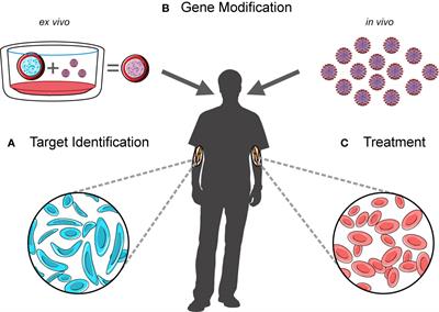 Exploiting Single-Cell Tools in Gene and Cell Therapy